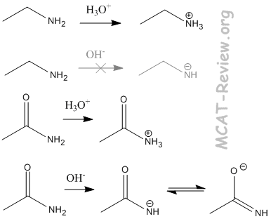 acid and base properties of amines and amides