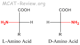 hydrophobic amino acids mcat