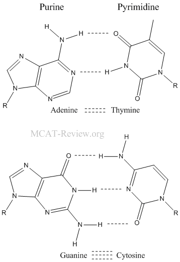 basic structure of nucleic acid