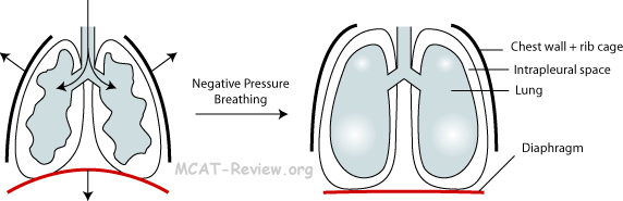 Diaphragmatic Breathing Diagram