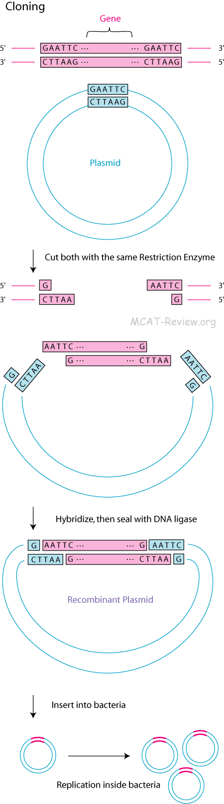 gene cloning diagram