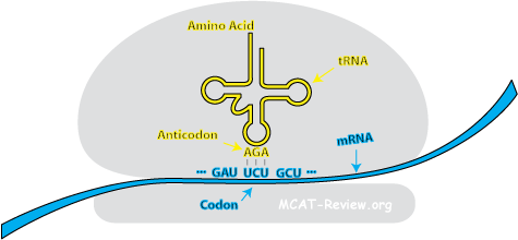 mrna molecular structure