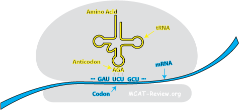 Anticodon Codon