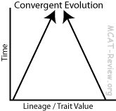 convergent evolution