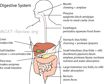 digestive system esophagus function