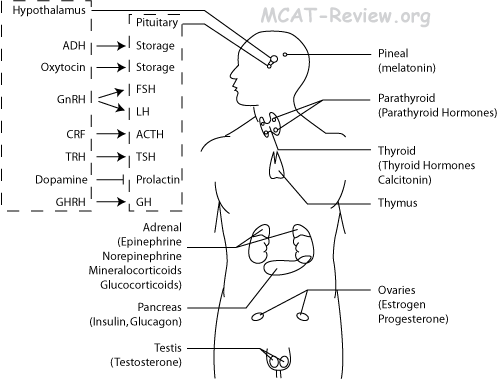 Mcat Hormones Chart