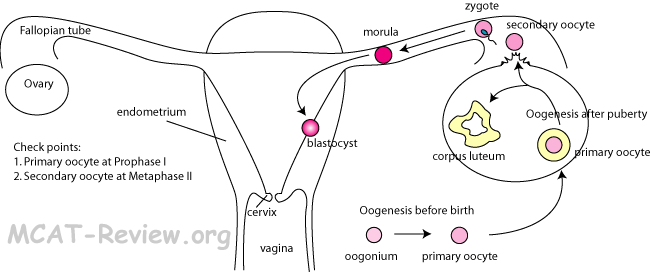 female genitalia structure and oogenesis