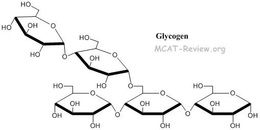 glycogen structure diagram
