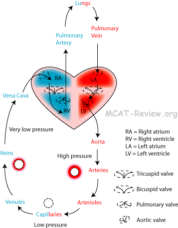 Systemic And Pulmonary Circulation Flow Chart