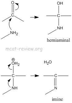 imine mechanism