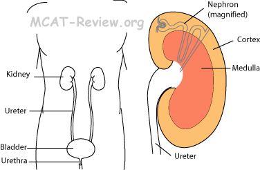 kidney