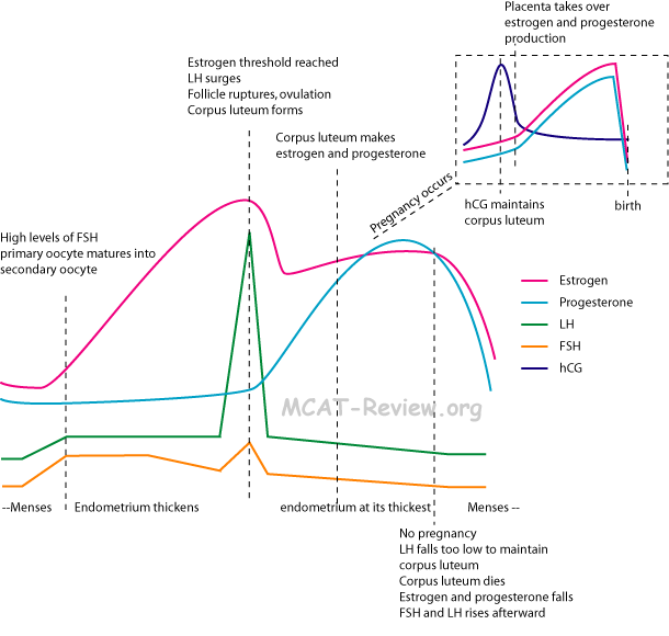 Corpus luteum development, morphological and hormonal changes