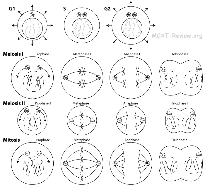 mitosis vs meiosis