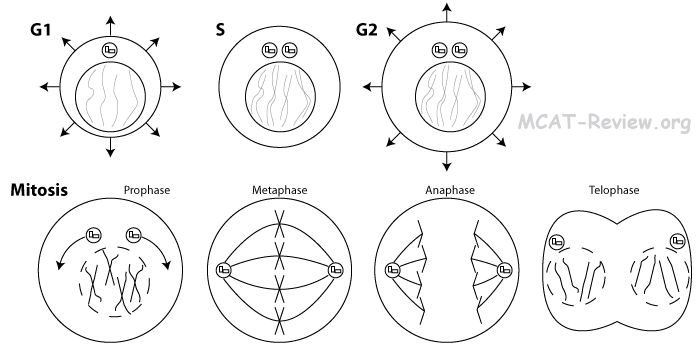 Centriole In Mitosis