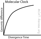 molecular clock
