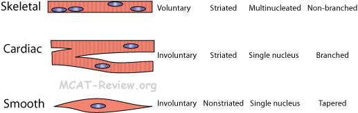 cardiac smooth and skeletal muscle