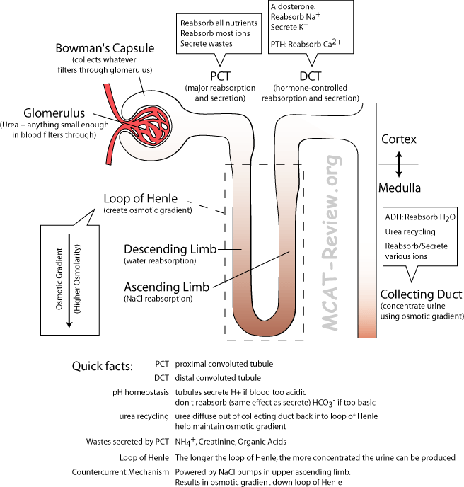 Loops Of Henle. contains loop of Henle.