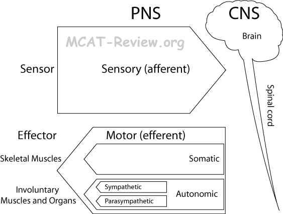 Nervous And Endocrine Systems Mcat Review