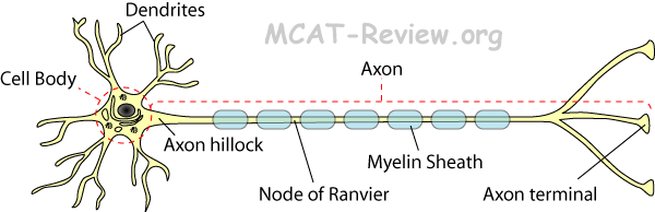 Specialized Eukaryotic Cells and Tissues - MCAT Review