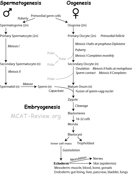 gametogenesis and embryogenesis