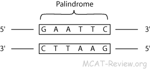 palindromic sequence zinc finger