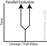 parallel evolution