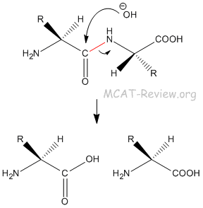 amine hydrogen bonding