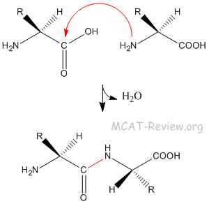 hydrophobic amino acids mcat