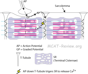 SR and T-tubules, showing action potential through sarcolemma