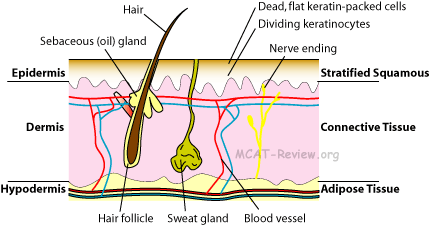 Image result for keratin structure skin