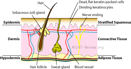 Skin System Mcat Review