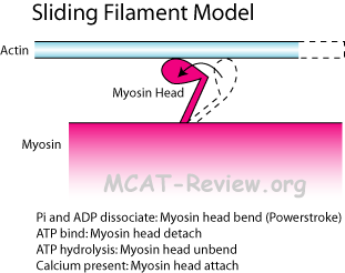 sliding filament model