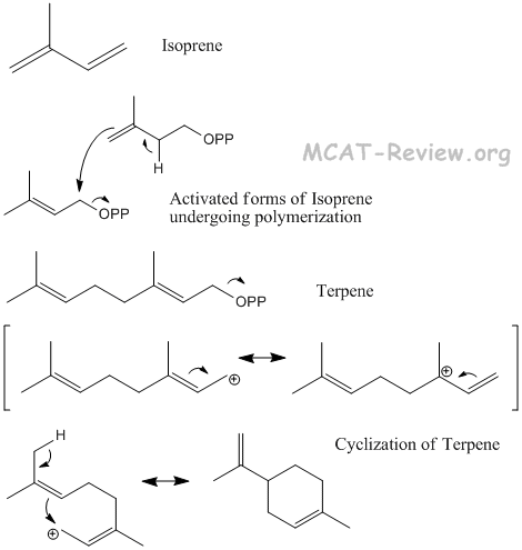 Steroid lipid structure