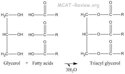 structure of fatty acid and glycerol