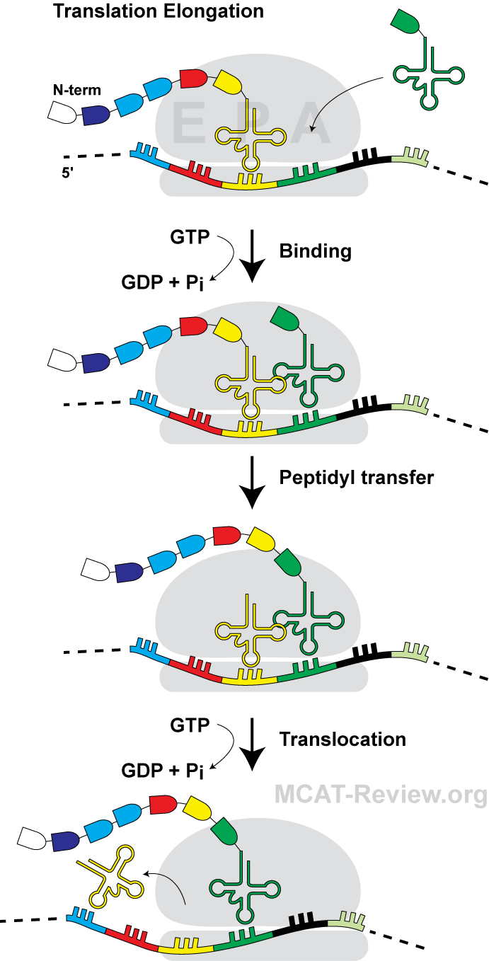 protein-synthesis-mcat-review